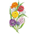 Watercolour illustration of Swiss Giants strawflowers showing a mixed bouquet of double, papery blooms in orange, red, yellow, white, purple and pale pink atop long green leaves, set against a plain white background.