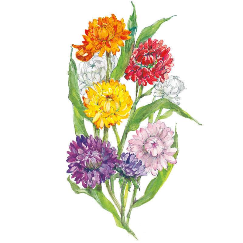 Watercolour illustration of Swiss Giants strawflowers showing a mixed bouquet of double, papery blooms in orange, red, yellow, white, purple and pale pink atop long green leaves, set against a plain white background.