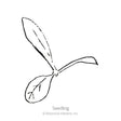 Simple black-and-white line drawing of a young seedling with two rounded cotyledon leaves and one elongated true leaf, labeled "Seedling" beneath it.