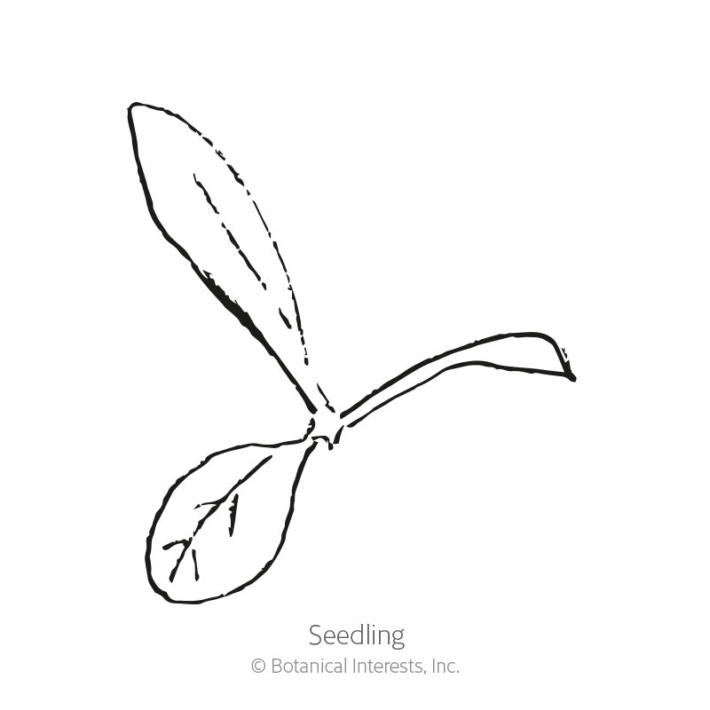 Simple black-and-white line drawing of a young seedling with two rounded cotyledon leaves and one elongated true leaf, labeled "Seedling" beneath it.