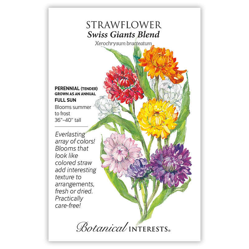 Botanical Interests seed packet for Swiss Giants Blend Strawflower, illustrated with papery straw-textured blooms in red, orange, white, yellow, pink, and purple, with printed text noting it's a full-sun perennial grown as an annual, 36–40 inches tall, blooming summer to frost.