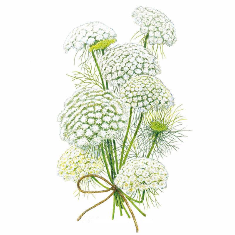 Illustration of Green Mist Ammi showing a tied bunch of lacy white umbrella-shaped flower heads on tall green stems with feathery foliage, one head tinged yellow-green at the centre, against a plain white background.