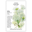 Seed packet for Ammi visnaga "Green Mist" featuring an illustrated bouquet of lacy, umbrella-shaped white and light green flower heads on tall stems tied with twine, alongside text noting it's a full-sun annual growing 3-4 feet tall, blooming summer to frost, prized as a cut and dried flower.