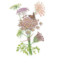 Botanical illustration of Dara Ammi showing a tied bundle of lacy umbel flower heads in shades of pink, purple and cream with feathery foliage, a curled seed head, and an orange butterfly resting on one bloom.