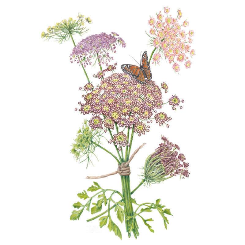 Botanical illustration of Dara Ammi showing a tied bundle of lacy umbel flower heads in shades of pink, purple and cream with feathery foliage, a curled seed head, and an orange butterfly resting on one bloom.