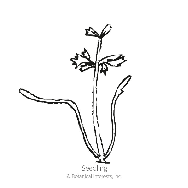 Line drawing of a Dara ammi seedling with two long narrow seed leaves and a taller central stem bearing a few small, jagged true leaves, labeled "Seedling".