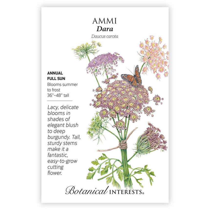 Botanical Interests seed packet for Ammi Dara showing an illustrated bouquet of lacy blush-to-burgundy umbrella-shaped blooms tied with twine and a monarch butterfly perched on one flower head, with text noting it's a full-sun annual growing 36–48 inches tall, blooming summer to frost, ideal as a cutting flower.