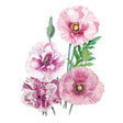 Detailed botanical illustration of blush pink, burgundy, and soft red Pandora poppy blooms with delicate green buds and stems, isolated on a plain white background.