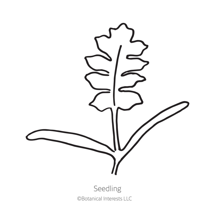 Black and white line drawing illustration of a young poppy seedling with slender lower leaves and lobed upper leaves, labeled "Seedling" with the Botanical Interests LLC copyright logo below