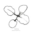 Black and white sketch of a viola seedling with Botanical Interests branding.