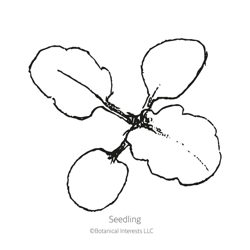 Black and white sketch of a viola seedling with Botanical Interests branding.