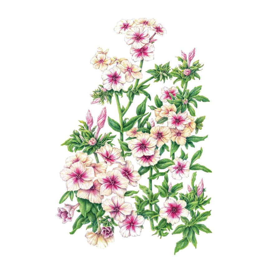 Detailed botanical illustration of soft cream and blush Cherry Caramel phlox flowers with deep cherry-red centers and green foliage, isolated on a plain white background.