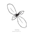 Black and white line drawing illustration of a young phlox seedling with four oval leaves, labeled "Seedling" with the Botanical Interests LLC copyright logo below