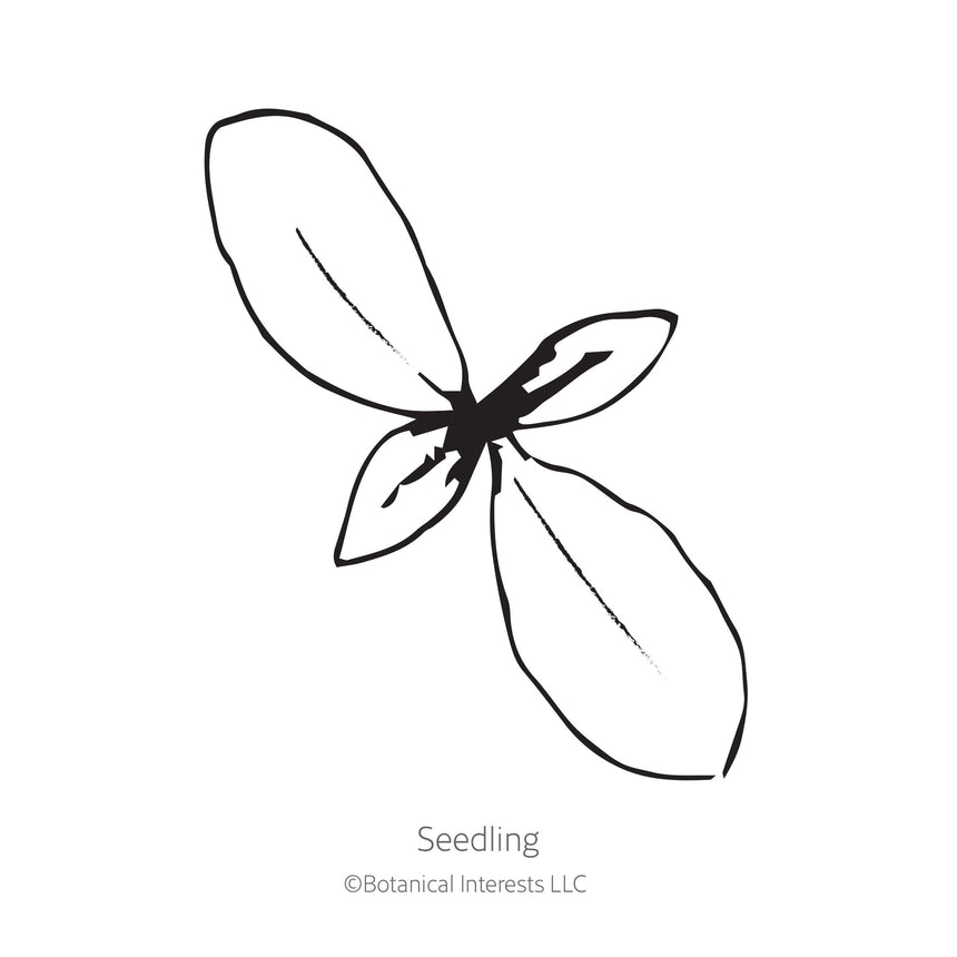 Black and white line drawing illustration of a young phlox seedling with four oval leaves, labeled "Seedling" with the Botanical Interests LLC copyright logo below