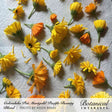 Freshly cut Pacific Beauty calendula flower heads, in shades of yellow and orange with varying petal counts, laid out to dry on a textured white cloth; text identifies the Calendula Pot Marigold Pacific Beauty Blend from Botanical Interests.