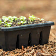 Black 16-cell seed starting tray filled with dark soil and rows of small pale-green seedlings just sprouting their first leaves, resting outdoors on a bed of wood mulch.