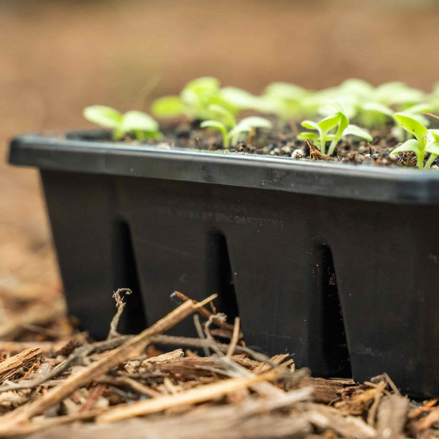 Rows of pale-green seedlings with their first leaves emerging from soil in a black 16-cell seed starting tray, set outdoors on a bed of wood mulch.