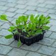 Beetroot seedlings with red-veined green leaves fill a black 16-cell seed starting tray, set on a grey brick paved surface.