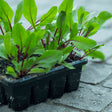 Beet seedlings with vivid red-veined green leaves growing densely in a black 16-cell seed starting tray, set on a paved stone surface.