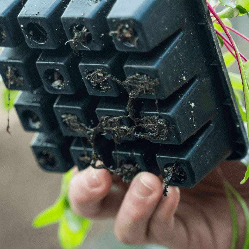 A hand holds a black 16-cell seed starting tray from underneath, showing dense root systems threading through the drainage holes with seedling stems visible above.