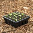 Black 16-cell seed starting tray filled with dark soil and rows of small green seedlings with rounded cotyledon leaves, resting on a bed of wood mulch.