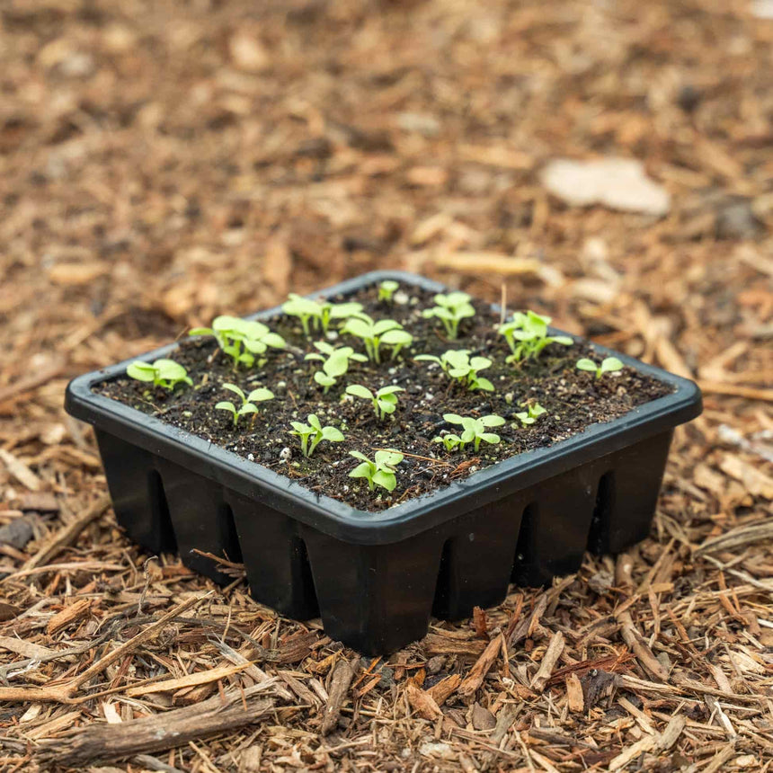 Black 16-cell seed starting tray filled with dark soil and rows of small green seedlings with rounded cotyledon leaves, resting on a bed of wood mulch.