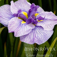 Close-up of a Japanese iris bloom with ruffled, purple-veined white petals and a bright yellow throat at the flower's centre, set against blurred green foliage, with a Monrovia "Grow Beautifully" watermark overlaid.
