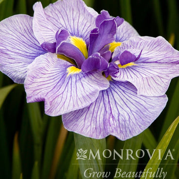 Close-up of a Japanese iris bloom with ruffled, purple-veined white petals and a bright yellow throat at the flower's centre, set against blurred green foliage, with a Monrovia "Grow Beautifully" watermark overlaid.