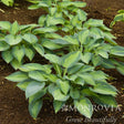 Clumps of June Hosta with heart-shaped leaves showing blue-green centers and creamy gold margins, planted in a mulched garden bed, with a Monrovia watermark in the corner.