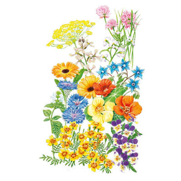 Botanical illustration of a variety of edible flowers and herbs—including nasturtiums, borage, calendula, bachelors button, and chives—on a white background.