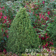 A dense, conical Tiny Tower dwarf Alberta spruce with tightly packed needled branches stands amid trailing red-flowered fuchsia and dark green foliage in a garden bed.
