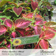 Coleus Rainbow Blend growing in a lush cluster, showing heart-shaped leaves in mixes of deep burgundy, hot pink, and green with scalloped chartreuse edges, a Botanical Interests plant tag nestled among the foliage.