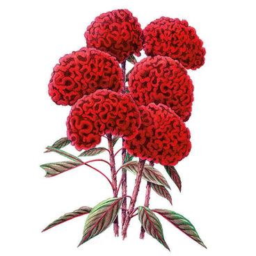 Illustration of Chief Red Flame celosia showing several deep red, brain-like crested blooms atop reddish stems with narrow green-and-burgundy leaves, set against a plain white background.