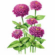 Botanical illustration of Giant Purple Zinnia showing several fully double, magenta-purple pompon blooms in varying stages of opening, one unopened bud, atop upright green stems with pointed oval leaves against a plain white background.