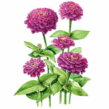 Botanical illustration of Giant Purple Zinnia showing several fully double, magenta-purple pompon blooms in varying stages of opening, one unopened bud, atop upright green stems with pointed oval leaves against a plain white background.