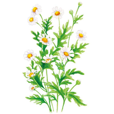 Detailed botanical illustration of delicate white daisy-like flowers with bright yellow centers and feathery foliage for Feverfew Seeds on a plain white background.