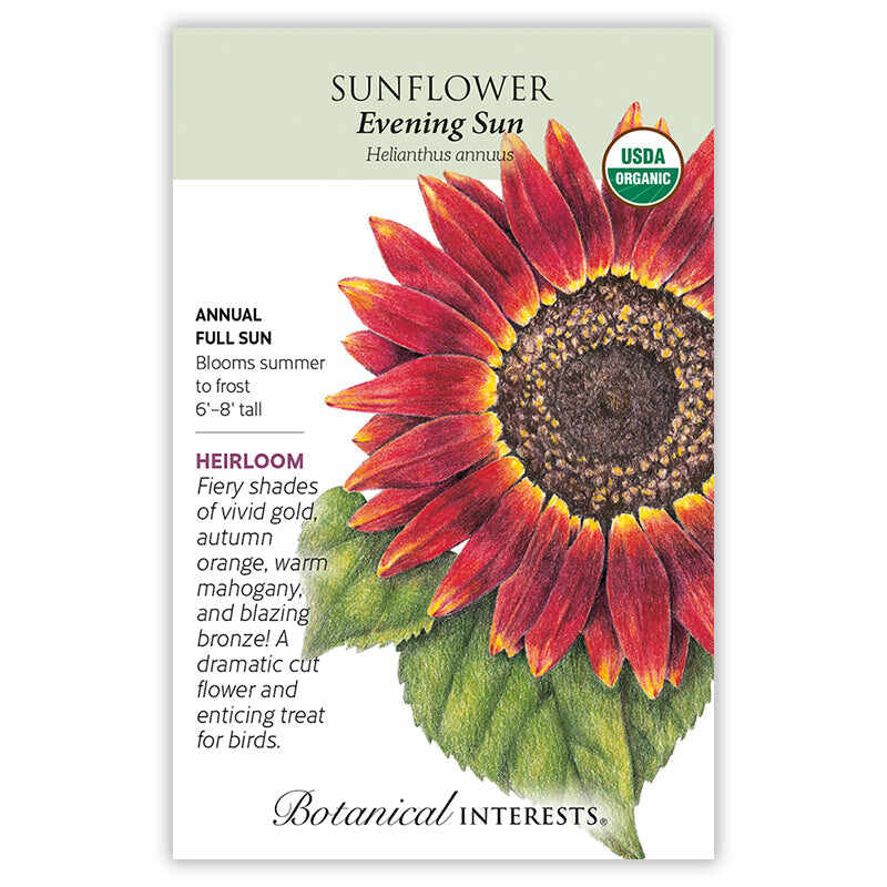 Seed packet for Evening Sun heirloom sunflower with a detailed illustration of a large red, orange, and gold bloom with a dark brown center on green leaves, labeled USDA Organic, annual, full sun, blooming summer to frost, growing 6 to 8 feet tall, described as ideal for cut flowers and attracting birds.
