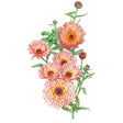 Botanical illustration of Zeolights pot marigold showing a cluster of shaggy, quill-petalled blooms in shades of coral, pink and peachy-orange with dark centres, accompanied by unopened buds and slender green leaves on a white background.