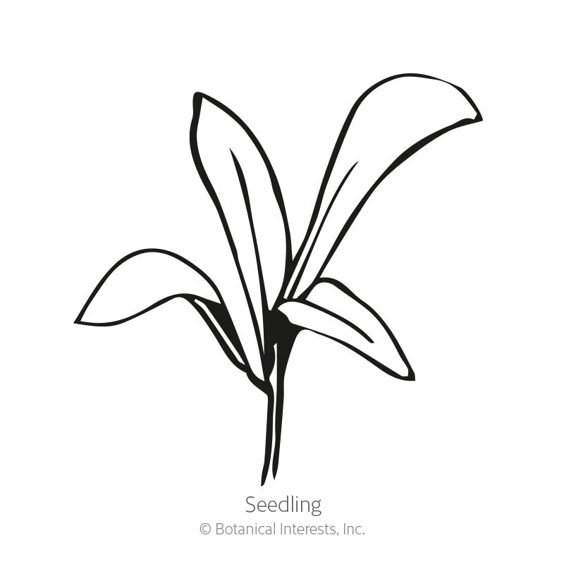 Black and white line drawing of a young calendula seedling with several elongated, slightly curved leaves emerging from a single stem, labeled "Seedling" beneath the illustration.