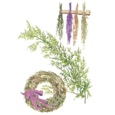 Watercolour illustration of Sweet Annie showing a feathery green foliage stem, bundles of dried purple, tan and green flower stalks hung to dry from a rack, and a finished dried wreath tied with a purple striped ribbon.