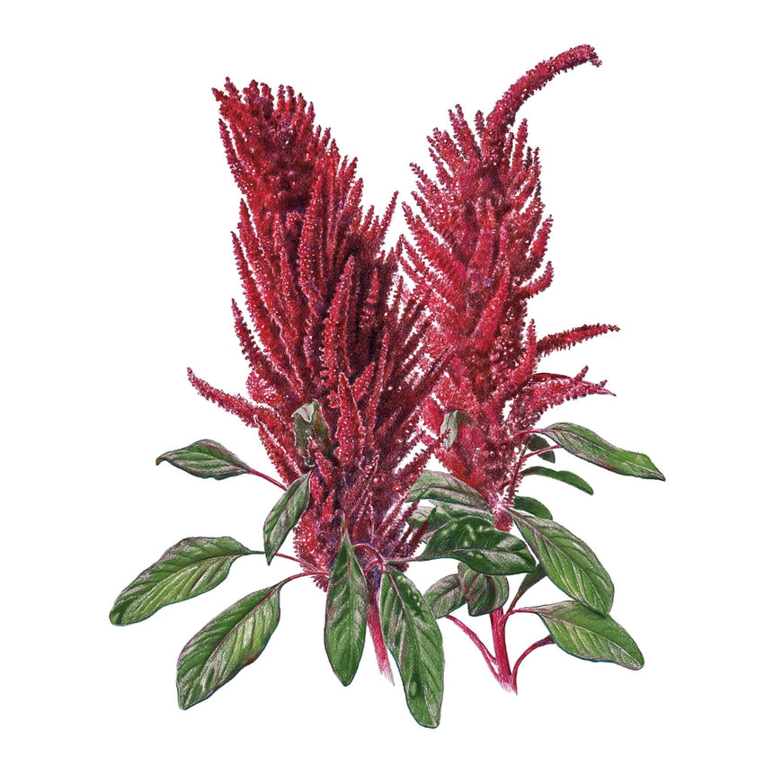 Botanical illustration of burgundy amaranth showing tall, feathery deep-red flower plumes rising above serrated green leaves with reddish veins and stems, set against a plain white background.