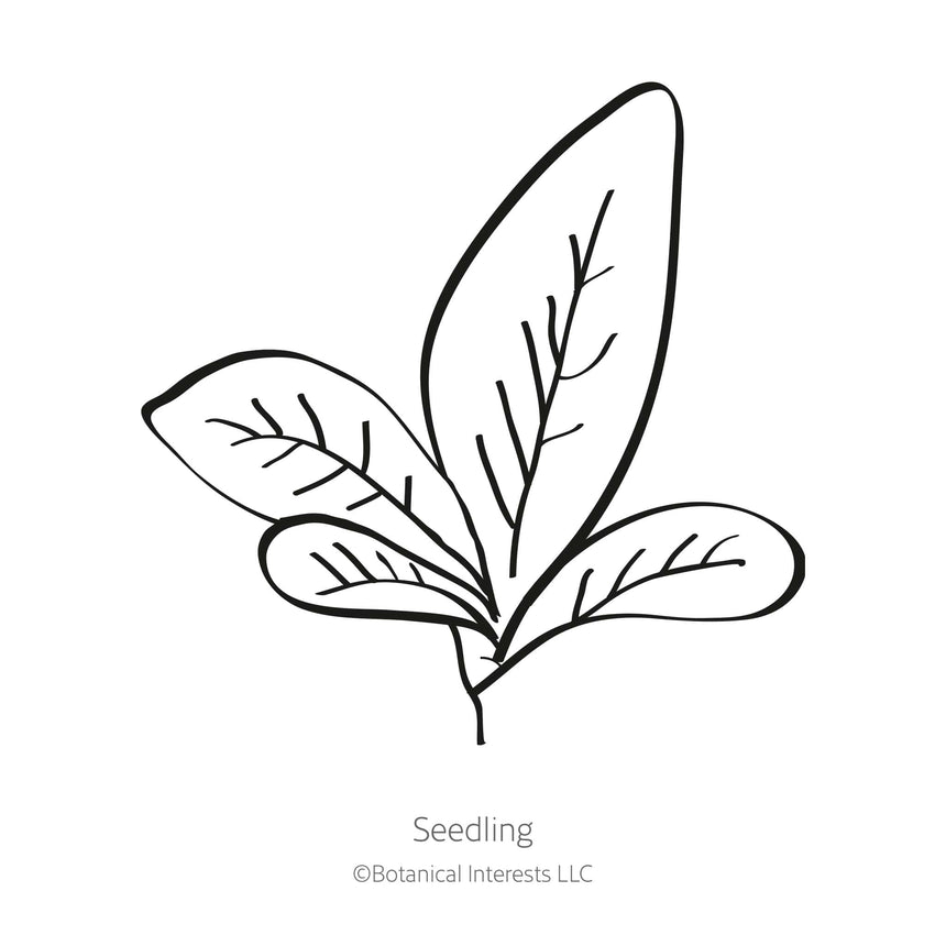 Line drawing of a young seedling with four broad oval leaves branching from a single central stem, labelled "Seedling" beneath the illustration.