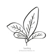 Black and white line drawing of an amaranth seedling with a cluster of oval leaves showing visible veins, labeled "Seedling" beneath the illustration.