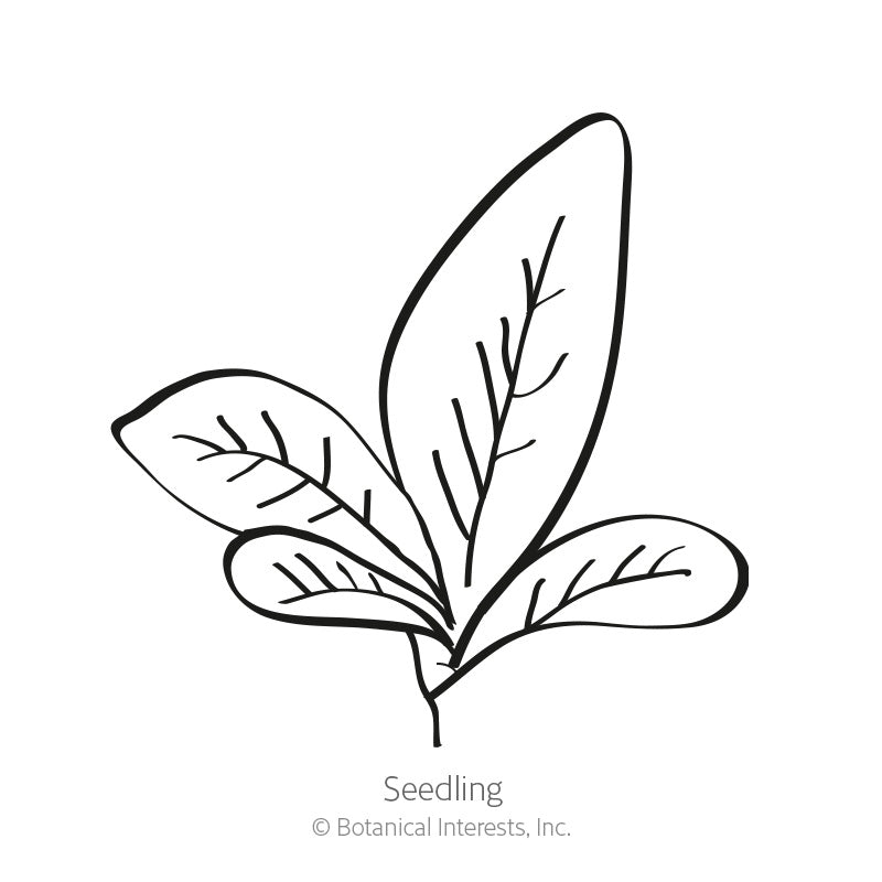 Black and white line drawing of an amaranth seedling with a cluster of oval leaves showing visible veins, labeled "Seedling" beneath the illustration.