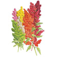 Botanical illustration of quinoa seed heads on lobed green stems, showing six colour variants side by side ranging from lime green, cream and yellow through orange, pink and deep magenta-red.