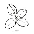 Black and white line drawing of a young quinoa seedling with four broad oval leaves radiating from a central stem, labeled "Seedling" beneath the illustration.