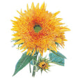 Botanical illustration of a Goldy Honey Bear sunflower with a fully open double bloom of dense shaggy golden-orange petals and a reddish centre, alongside a smaller unopened bud and serrated green leaves, on a white background.
