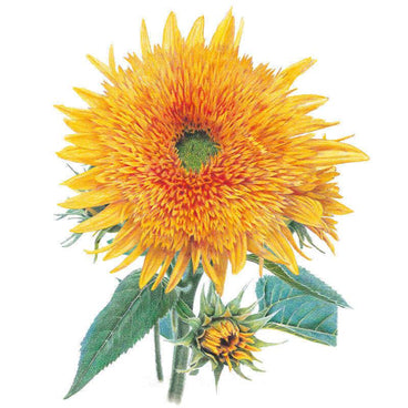Botanical illustration of a Goldy Honey Bear sunflower with a fully open double bloom of dense shaggy golden-orange petals and a reddish centre, alongside a smaller unopened bud and serrated green leaves, on a white background.