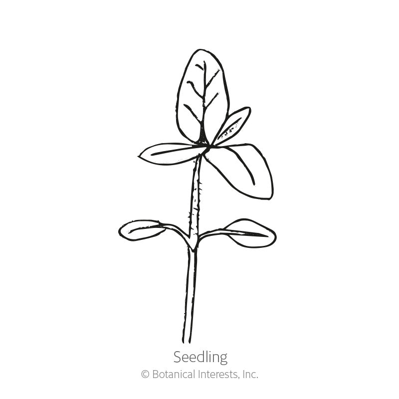 Line drawing of a young sunflower seedling with a pair of rounded lower cotyledon leaves and a larger, veined upper leaf set, labeled "Seedling" beneath the illustration.