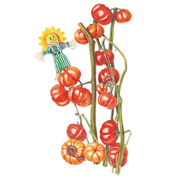 Detailed illustration of pumpkin-on-a-stick, showing clusters of ribbed orange-red fruits attached along thick green stems, with a small sunflower-headed scarecrow decoration tucked among the foliage, set against a plain white background.